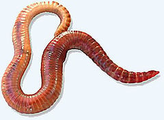 Red Wiggler Worms Questions
