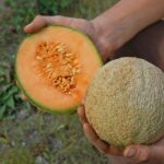 Melon and melon seeds