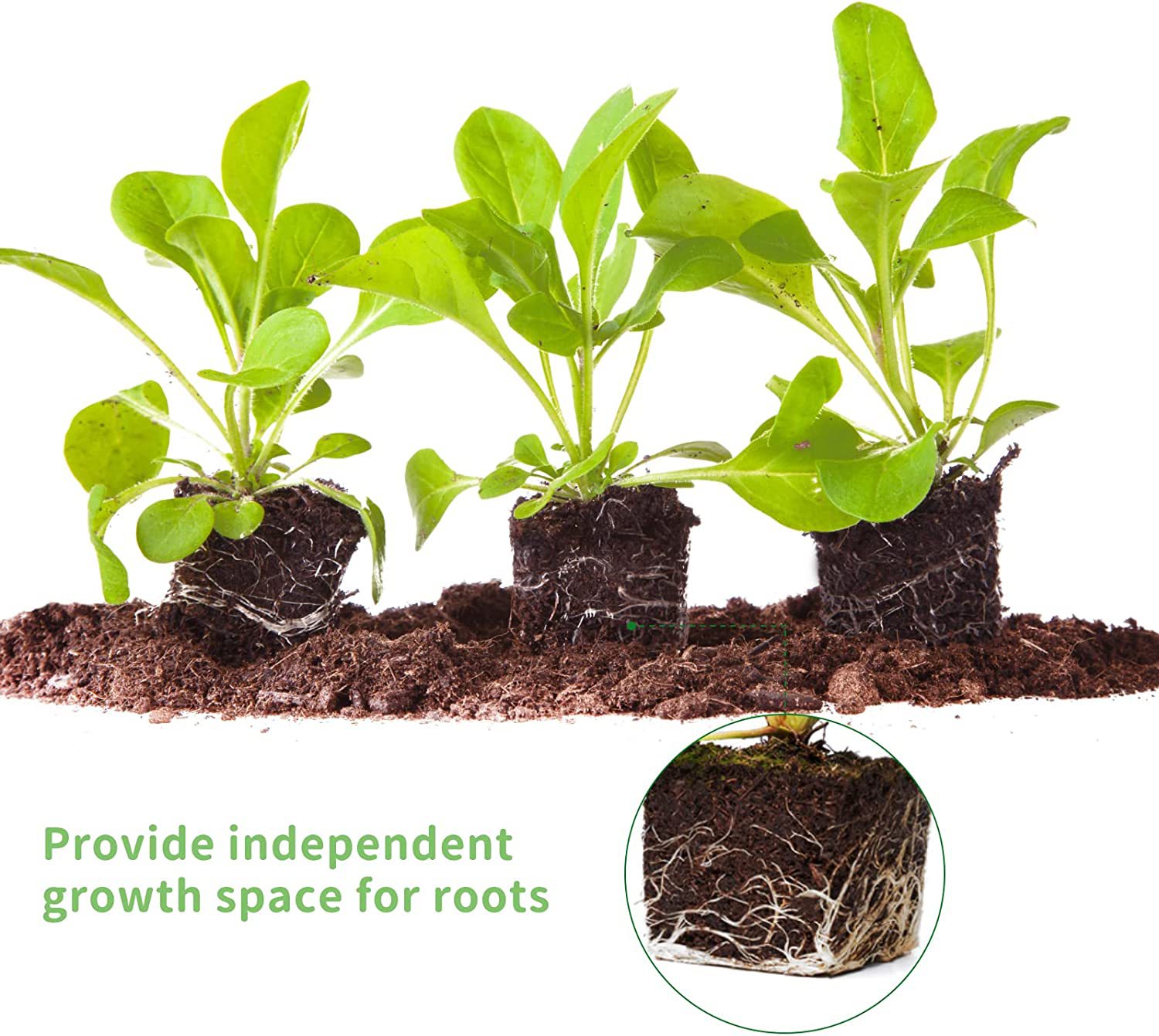 Soil blocks with seedlings