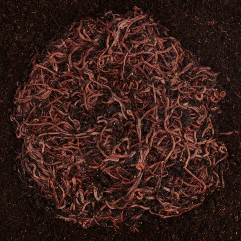 Pile of Uncle Jim's Compost Worms