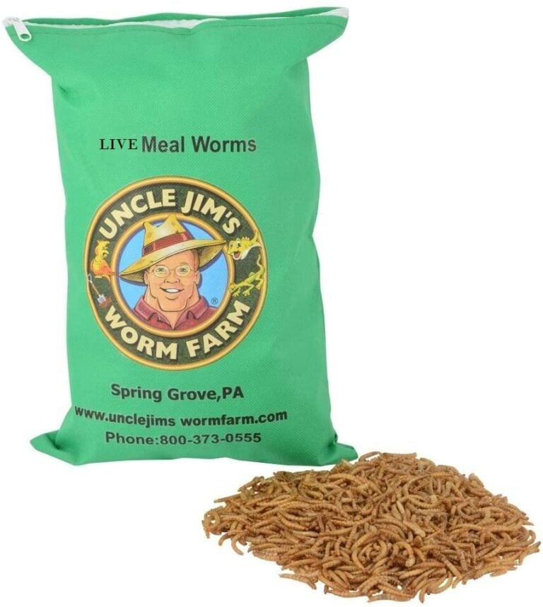 Live meal worms