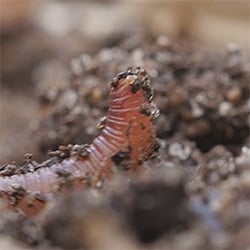 worm moving