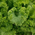 MUSTARD GREENS GIANT SOUTHERN