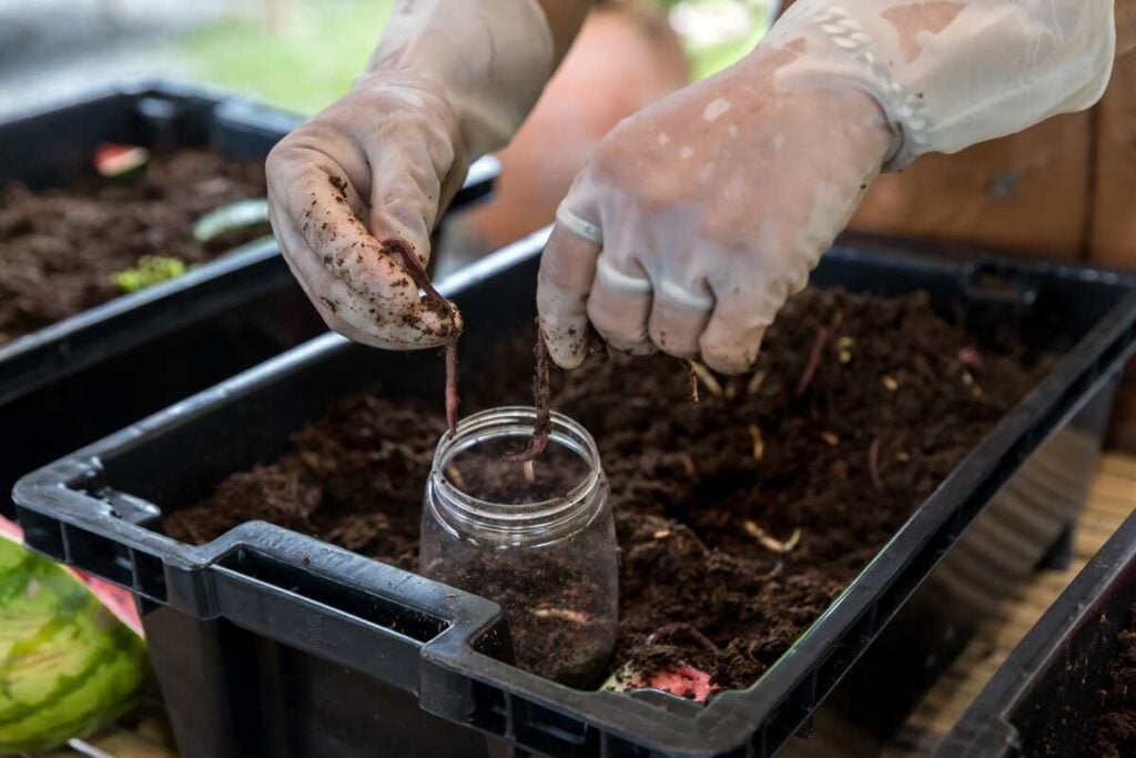 How to Set Up Your DIY Worm Bin- Uncle Jim's Worm Farm