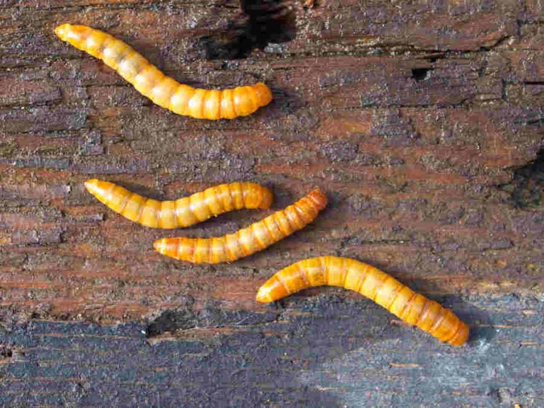 What are Mealworms & Why They’re Amazing - Uncle Jim's Worm Farm