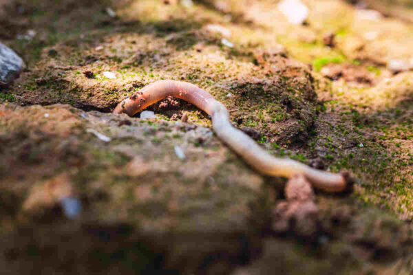 Earthworms Digging Compost Worms vs Earthworms: The Difference - Uncle Jim's Worm Farm