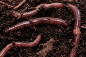 European Nightcrawlers for sale. Live composting worms from Uncle Jim's Worm Farm